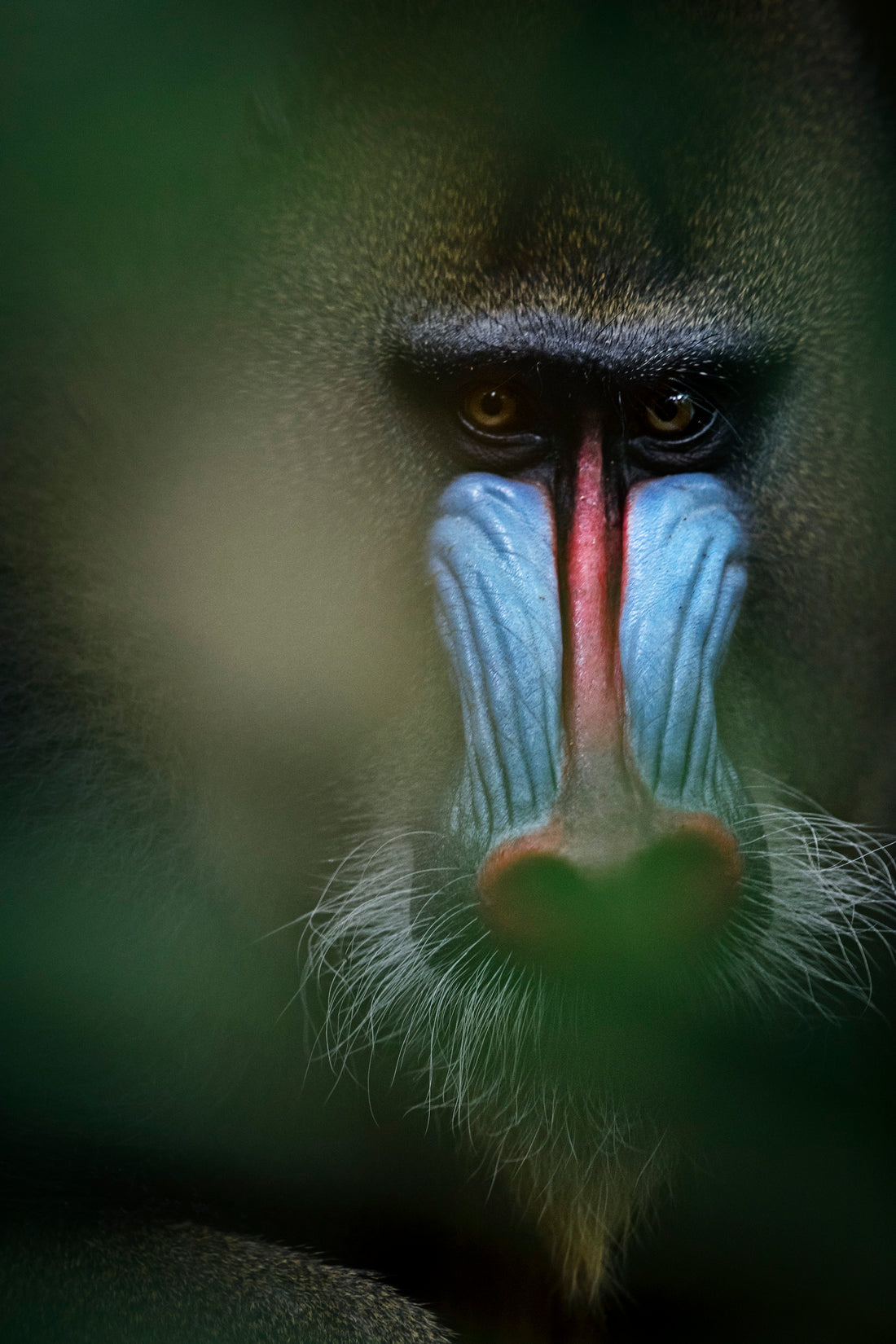 Mandril (Mandrillus sphinx). Centrale Gabon. 2016.