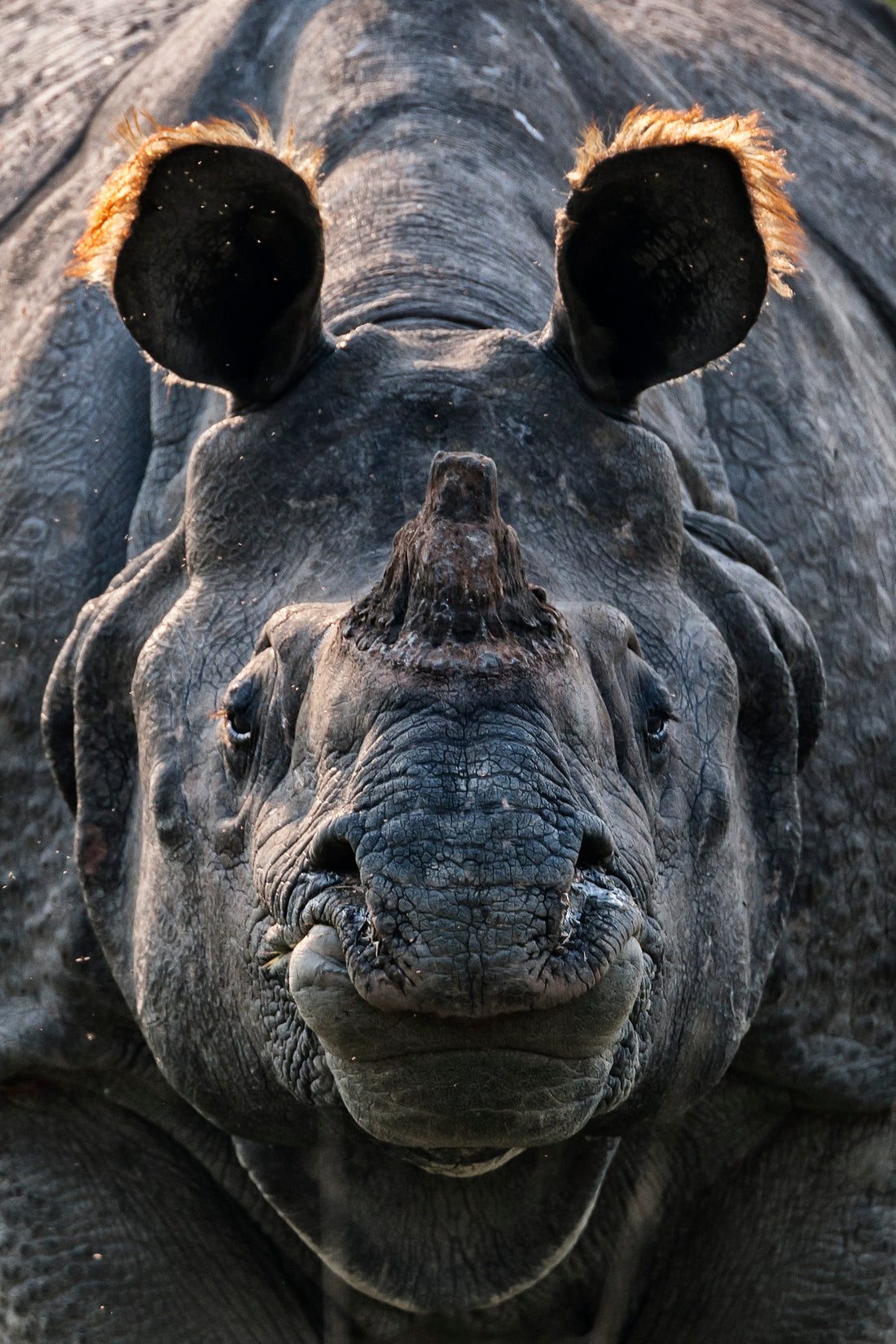 Indisk næsehorn (Rhinoceros unicornis). Kaziranga National Park, Assam, Indien.