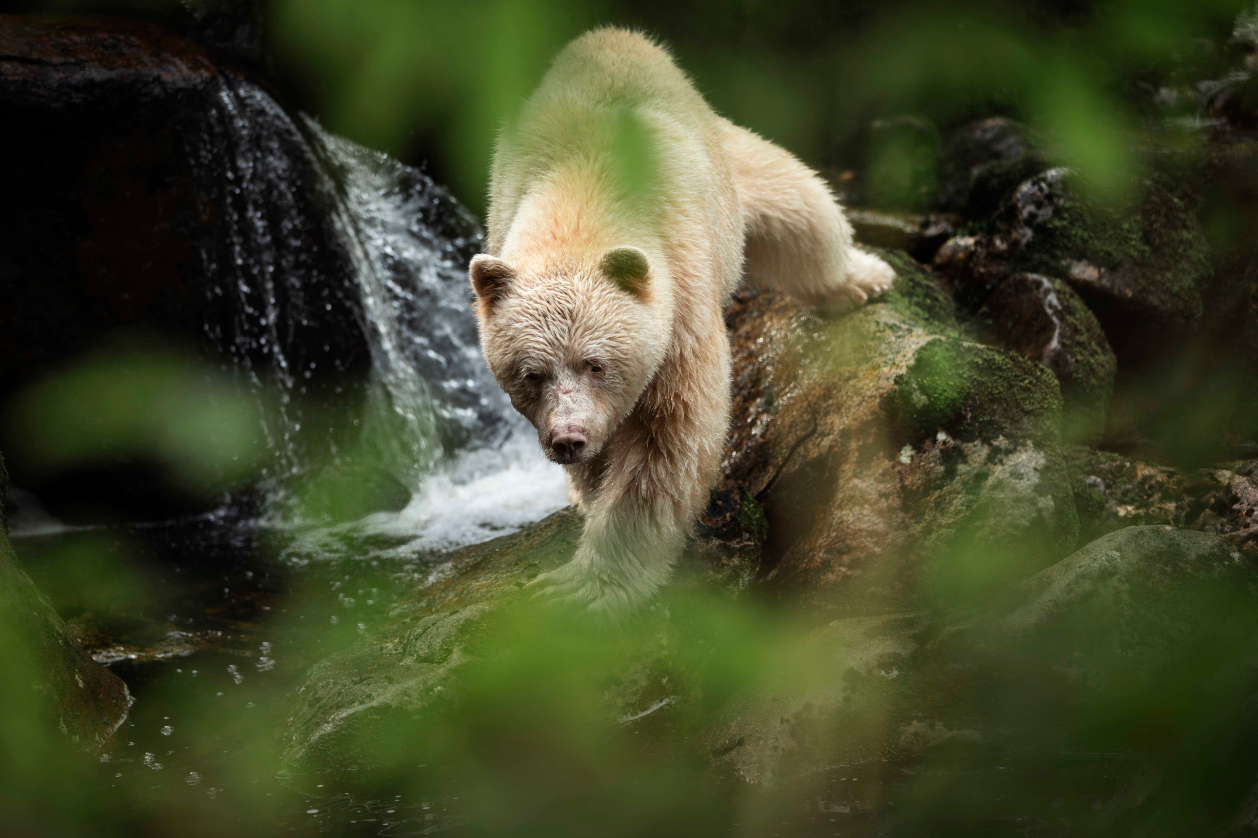 Spirit bear eller kermodebjørn (Ursus americanus kermodei). British Columbia. 2017