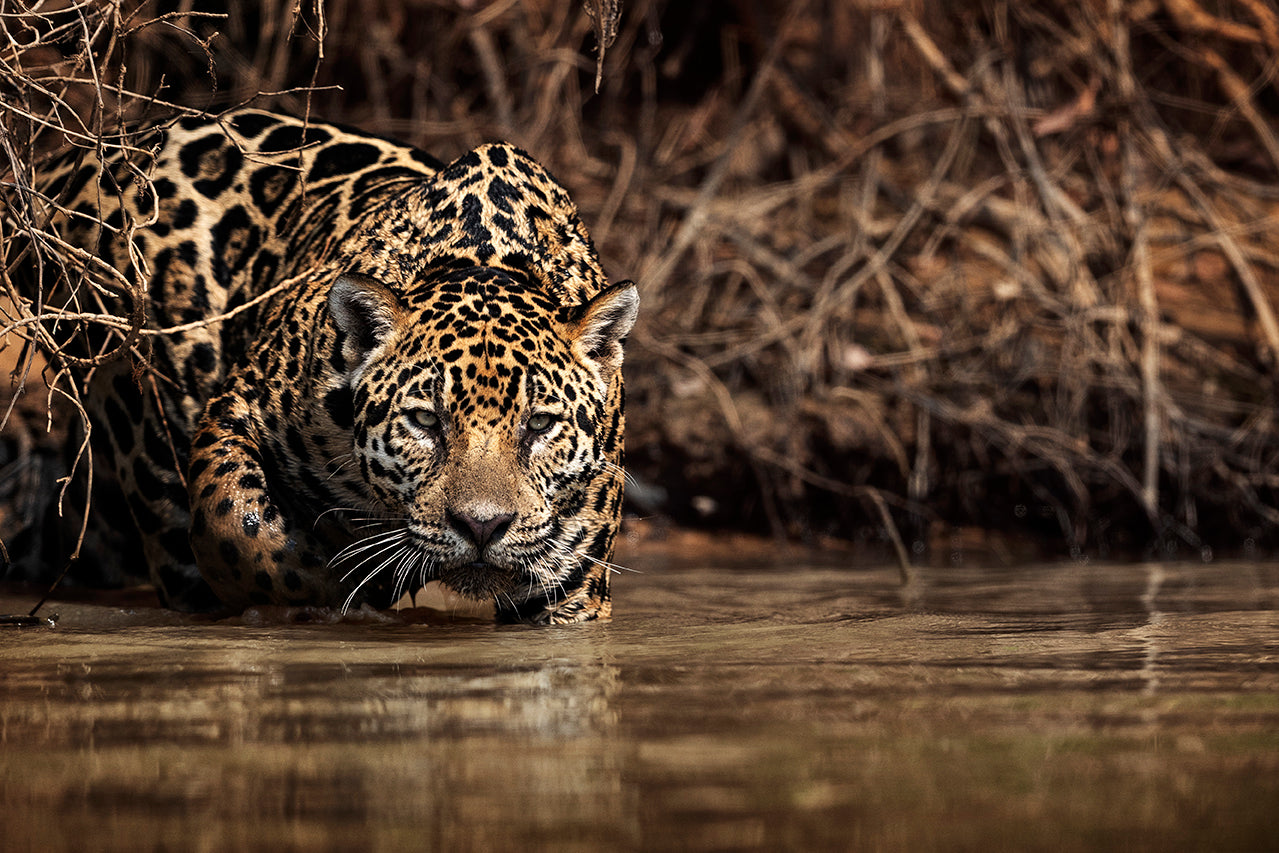 Jaguar (Panthera onca). Pantanal, Brasilien. 2017.