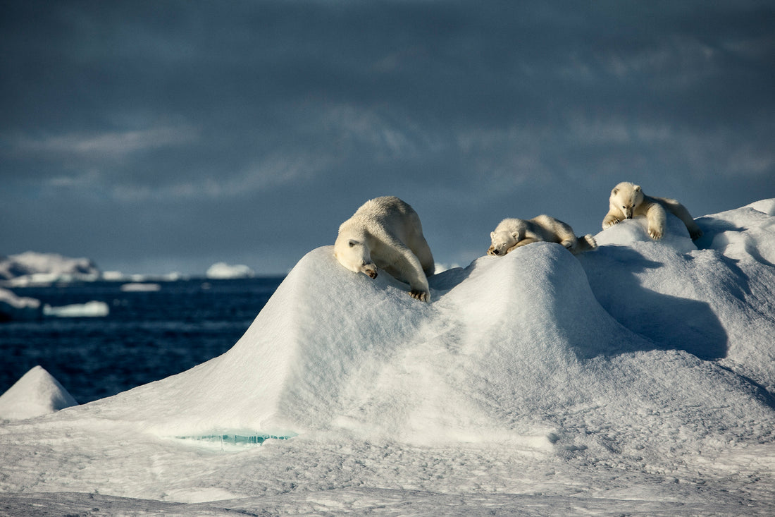 Isbjørn (Ursus maritimus). Nordgrønland, ca. 80° nord. 2014.