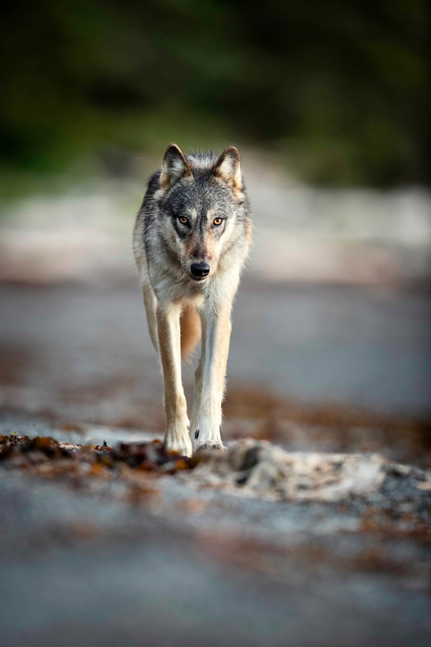 Kystulv (Canis lupus). British Columbia, 2017.